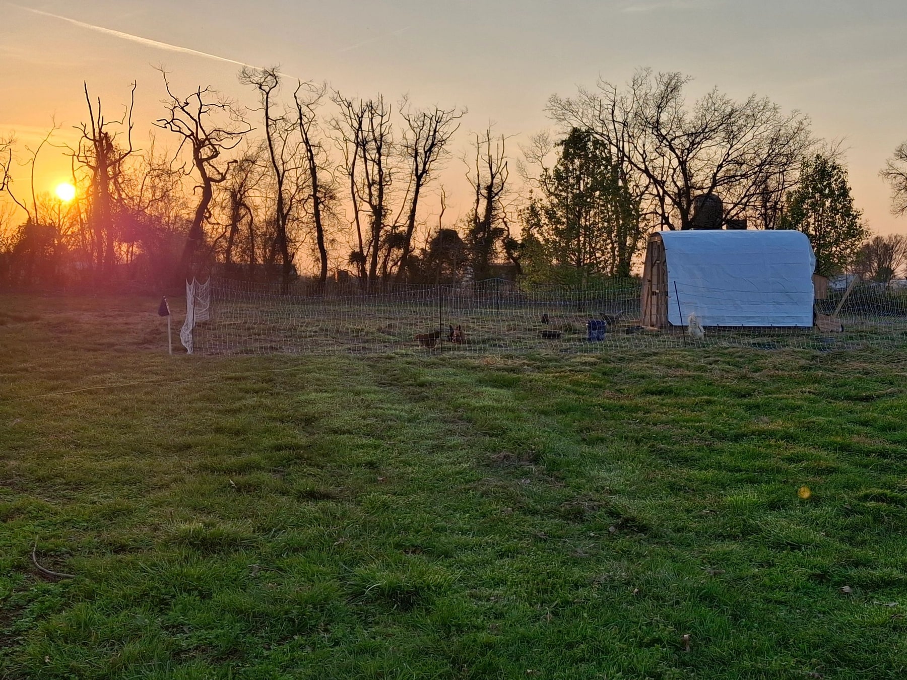 Fresh eggs gathered at New Sentinel Acres