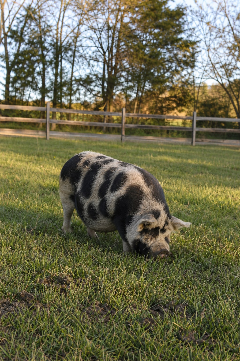 Kunekune pig grazing in a sunlit pasture