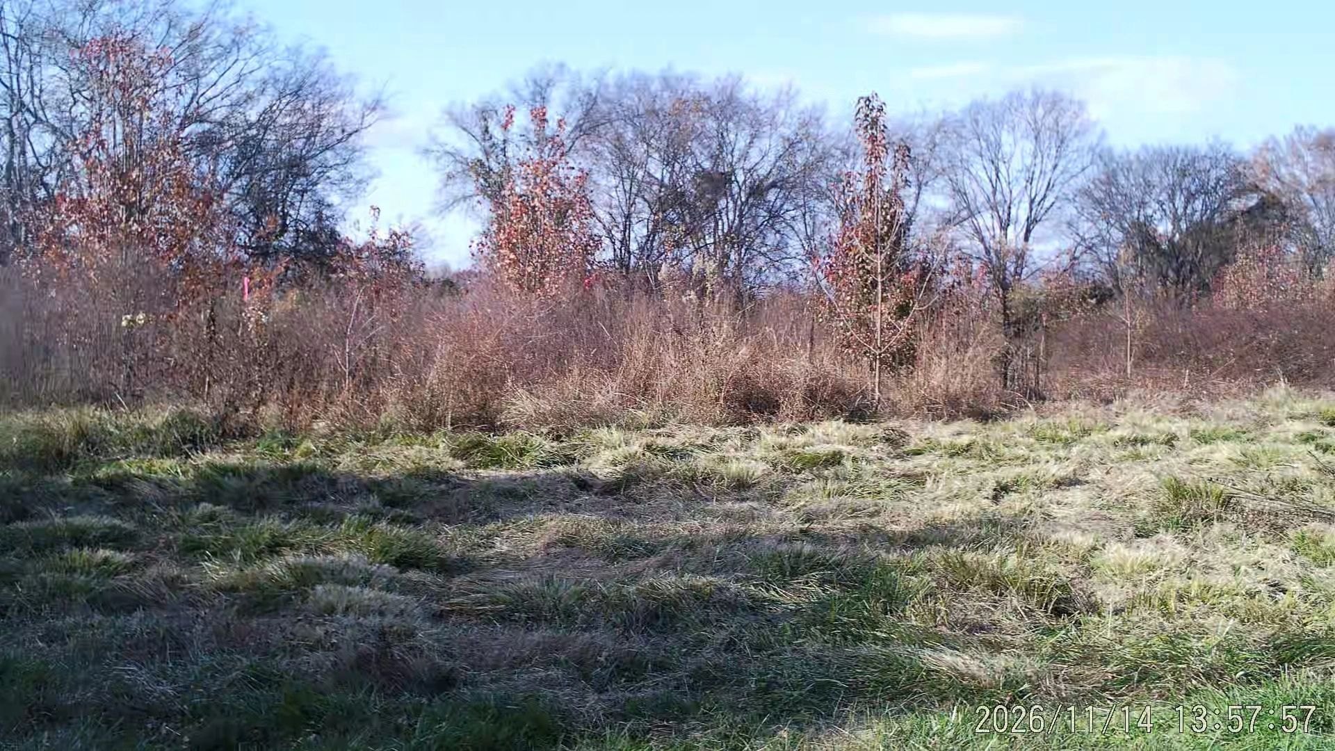Overgrown pasture on the first day at New Sentinel Acres
