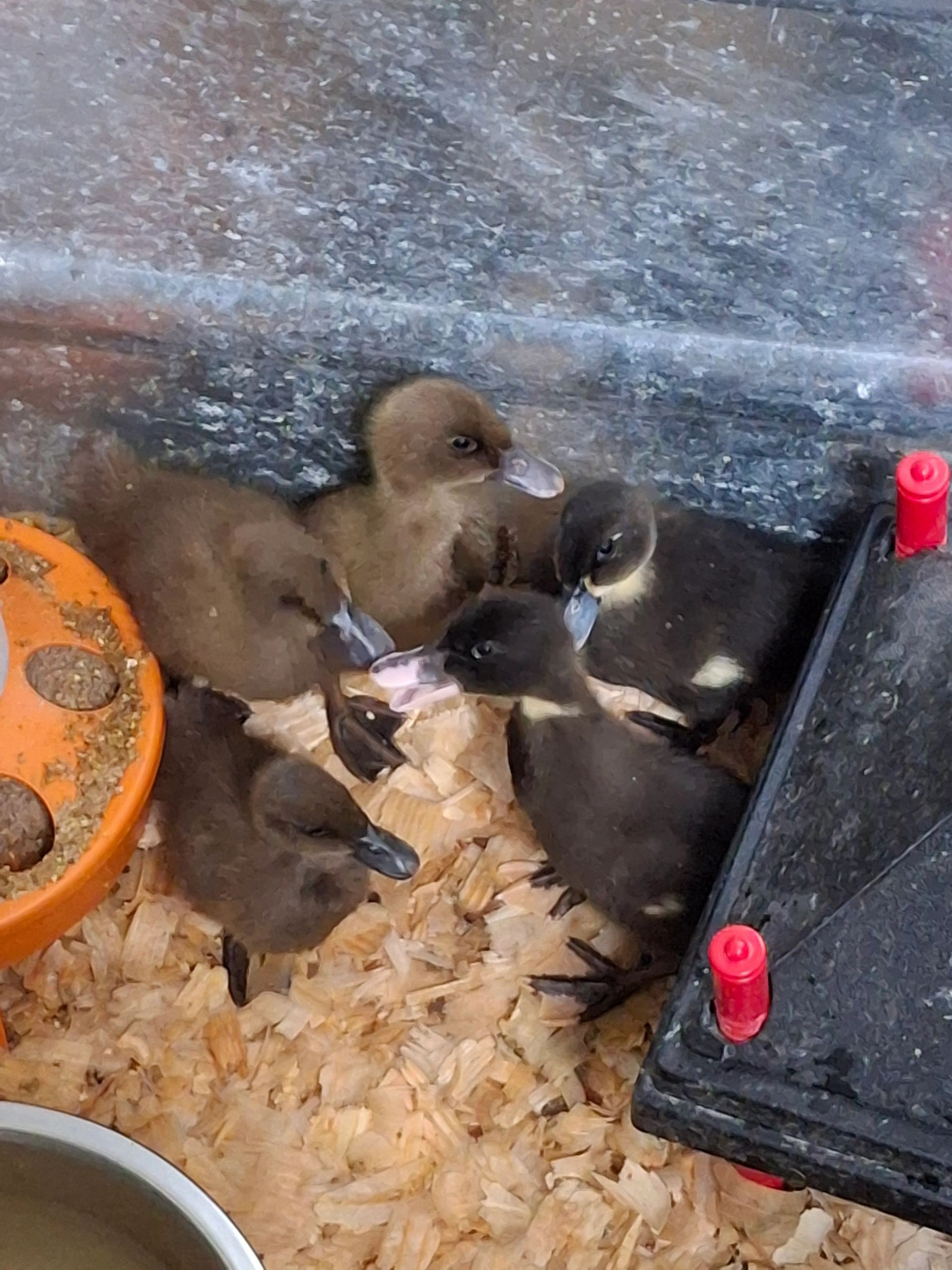 Golden Three Hundred Hybrid ducklings at New Sentinel Acres