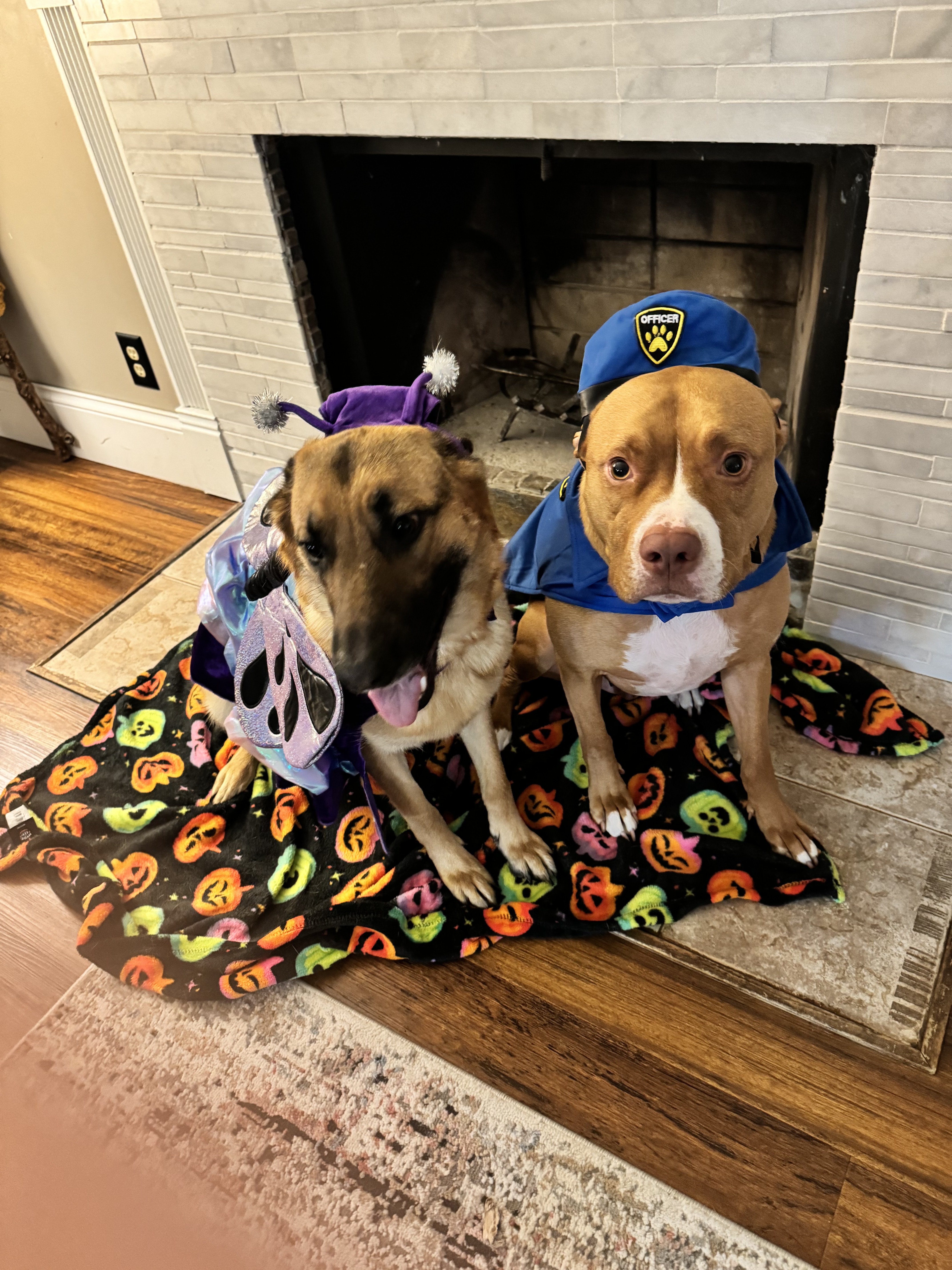 Two dogs in playful costumes sitting together on a patterned blanket