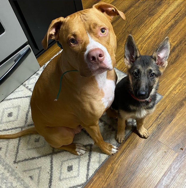 Two dogs sitting together on a kitchen rug