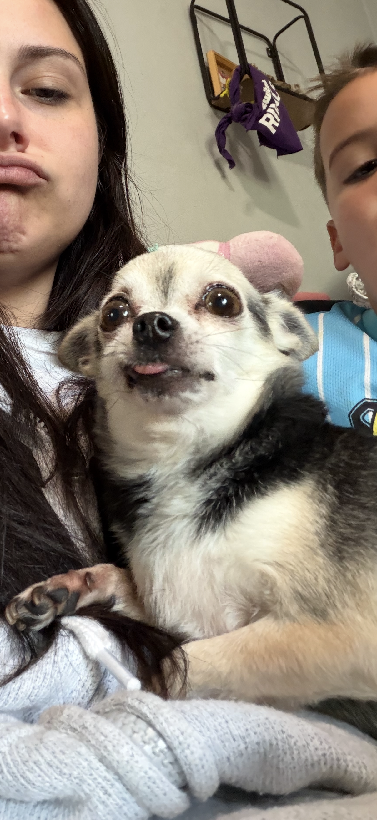 Chihuahua reference photo with family