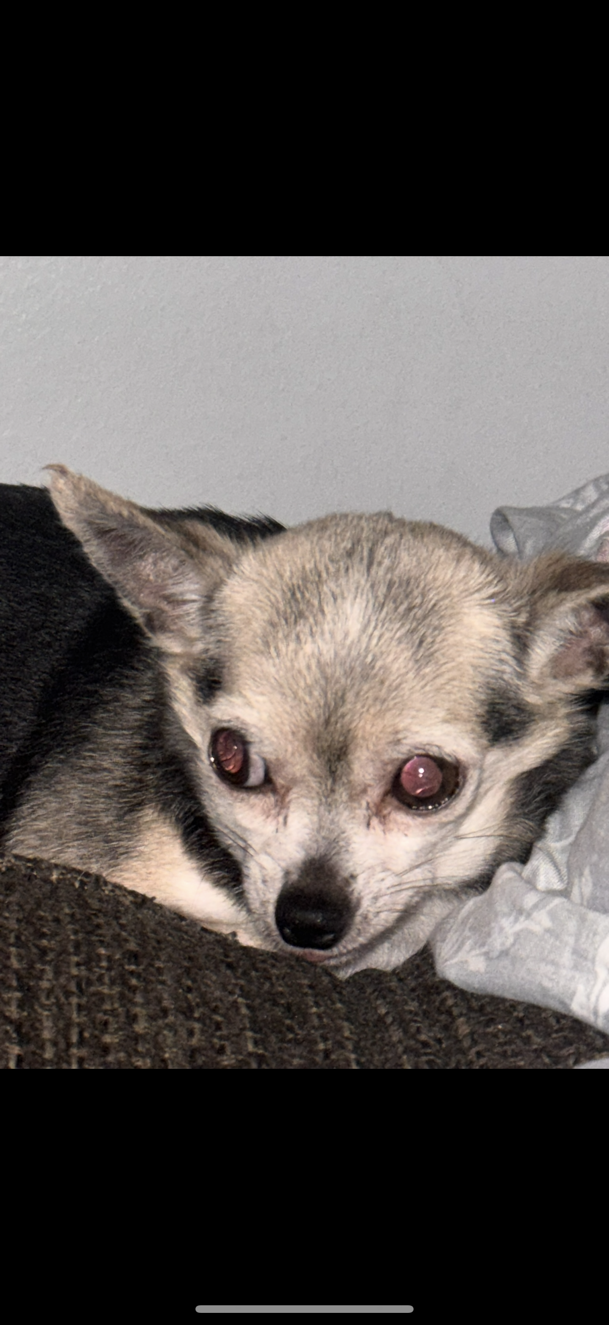 Chihuahua resting on a blanket