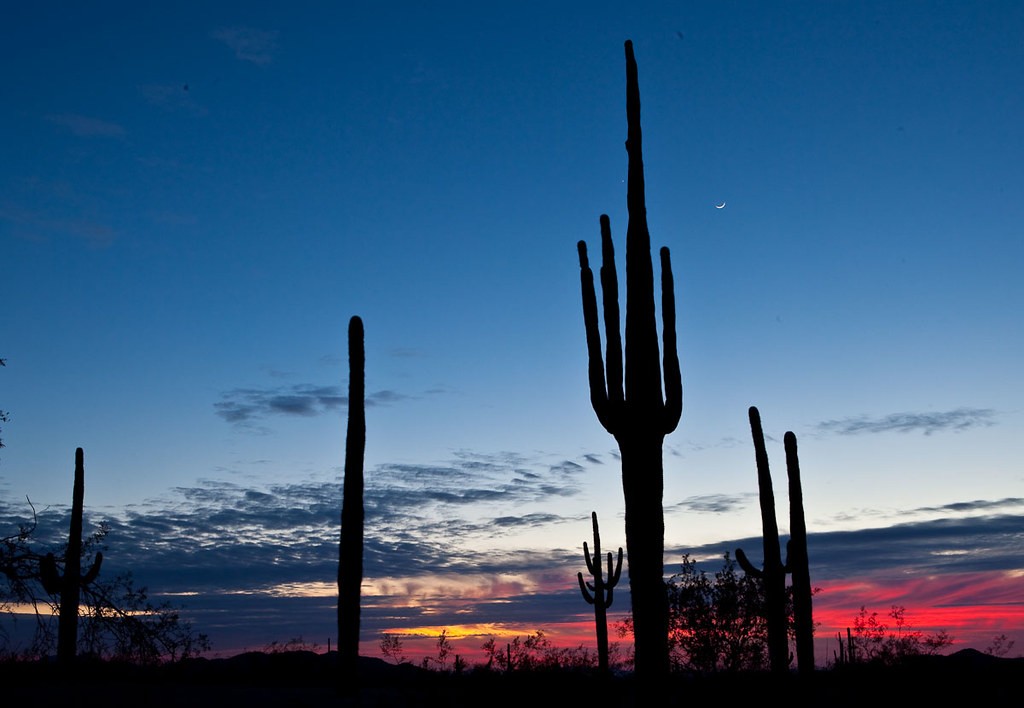 BLM Winter Bucket List #27: Sonoran Desert National Monument, Arizona, for Day Hikes Among the Saguaro