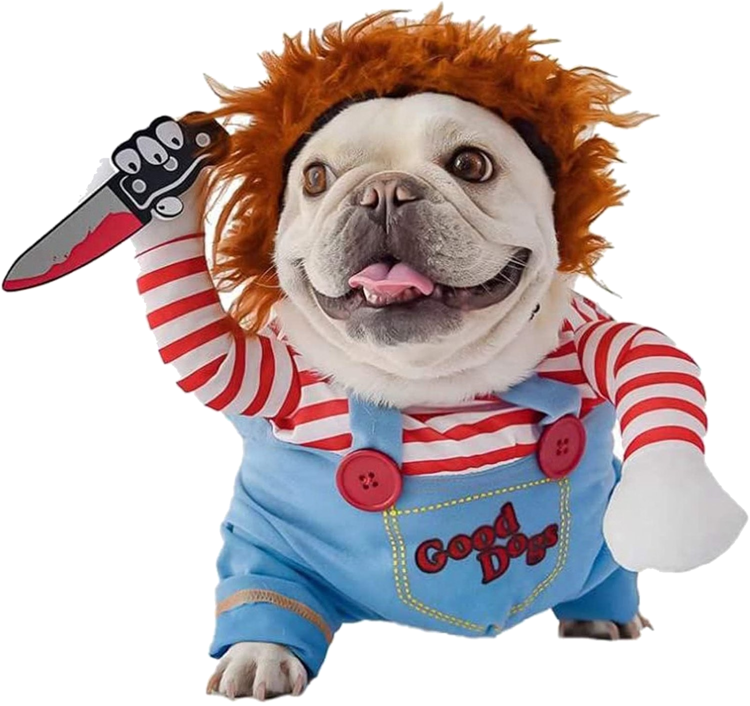 Dog wearing a Halloween costume