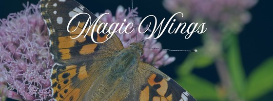 Magic Wings Butterfly Conservatory logo