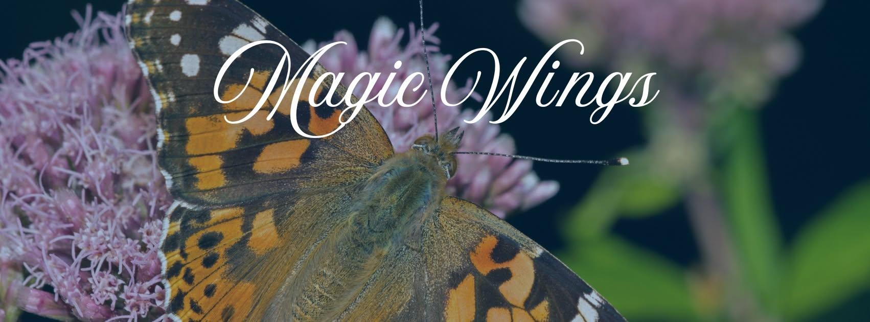 Magic Wings Butterfly Conservatory logo