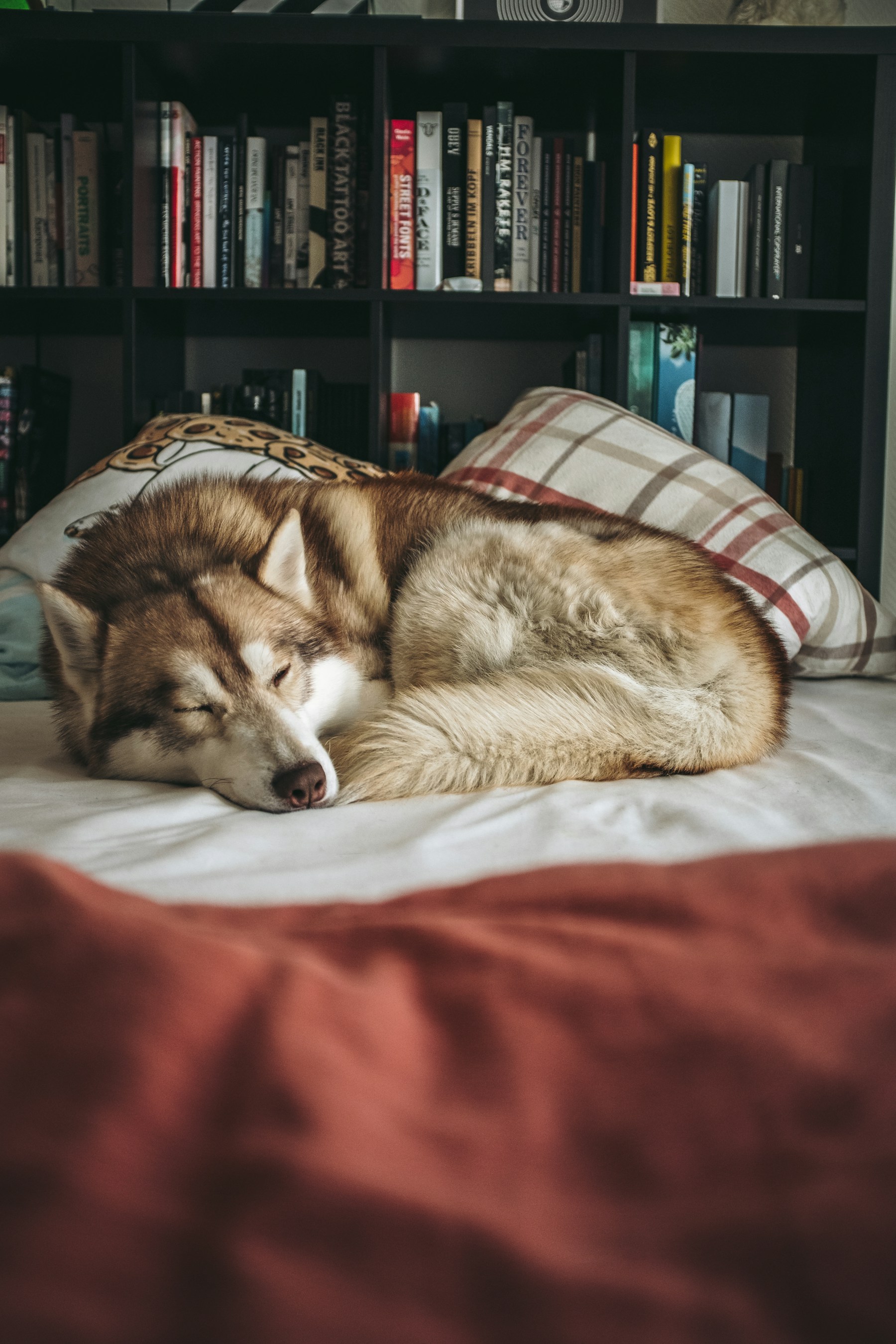 Dog curled up asleep in a quiet bedroom