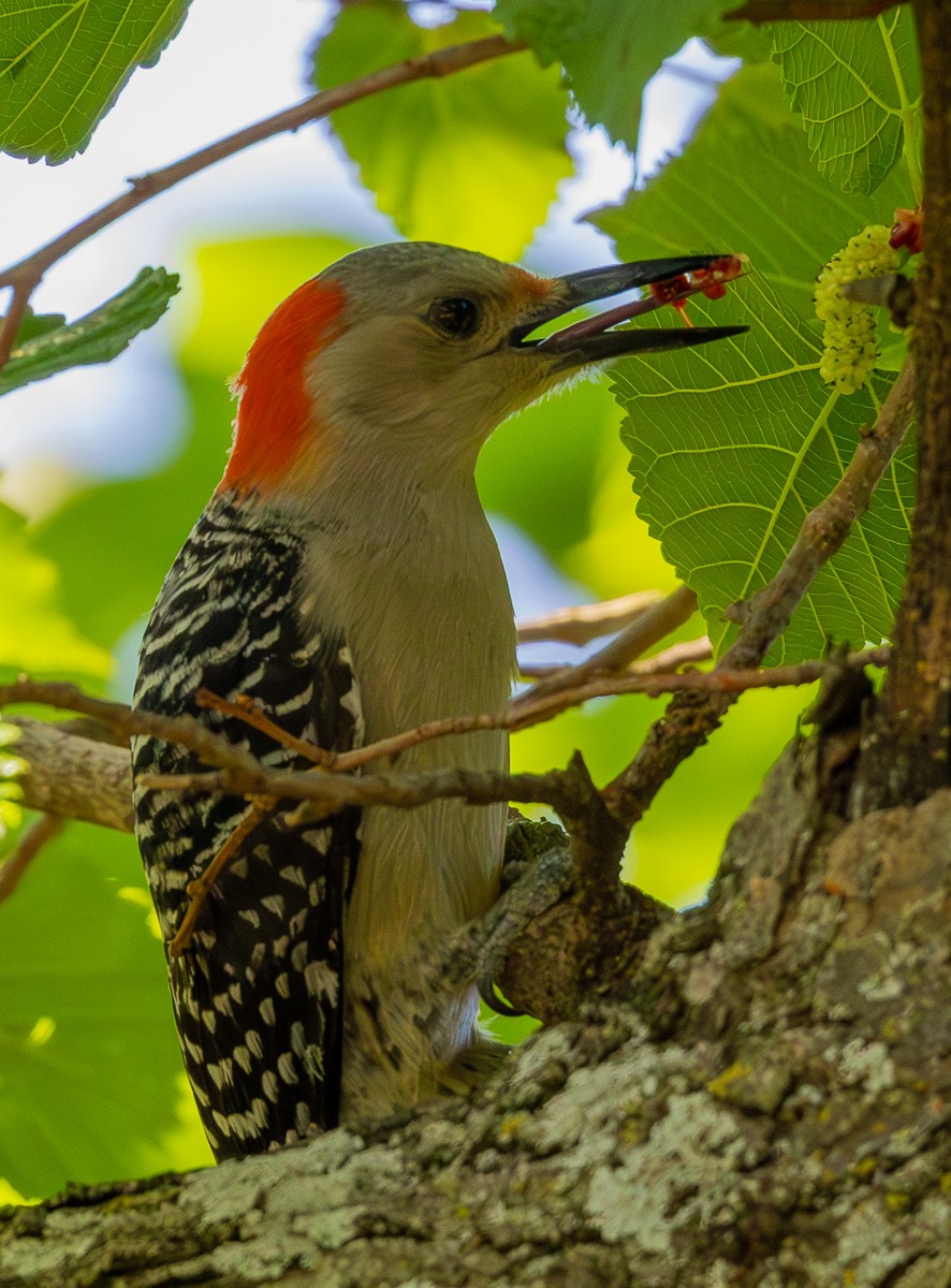 Bird photograph by Susanne Harm