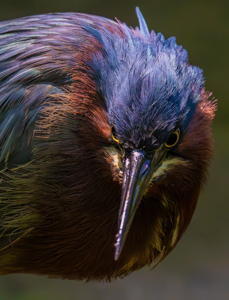 Bird photograph by Susanne Harm