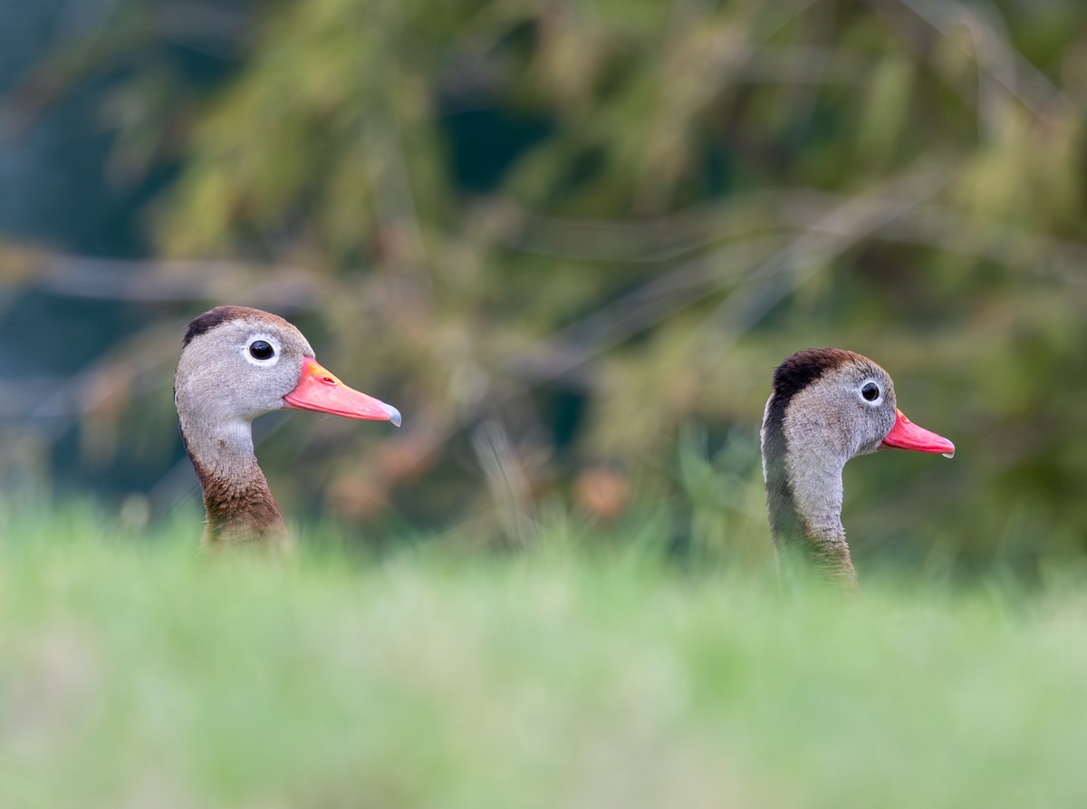Bird photograph by Susanne Harm