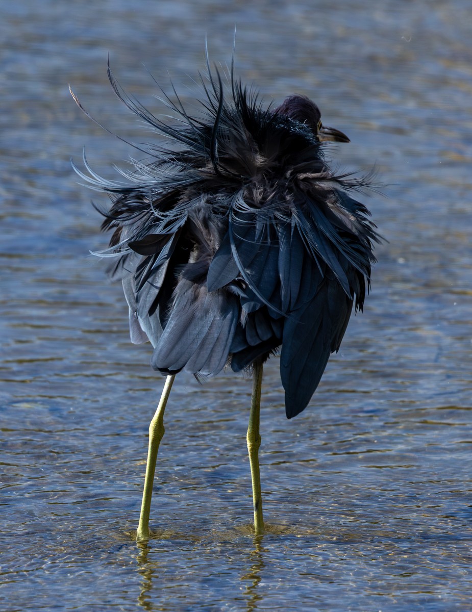 Bird photograph by Susanne Harm