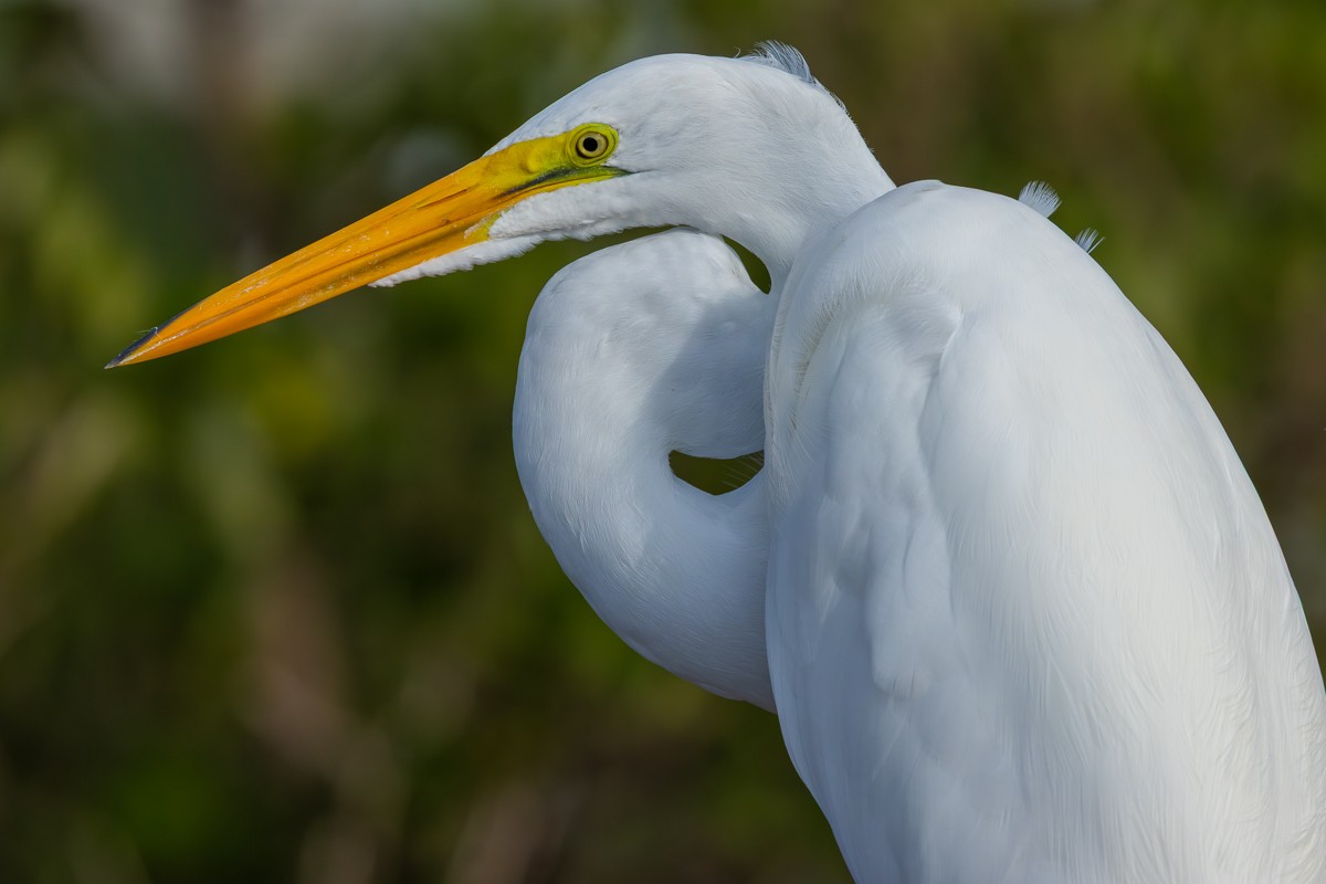 Bird photograph by Susanne Harm