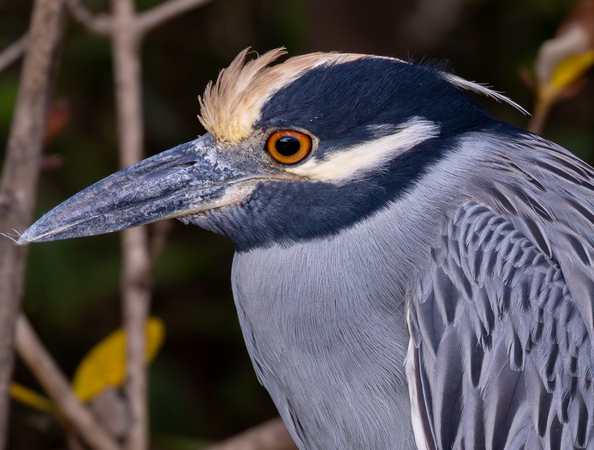 Bird photograph by Susanne Harm