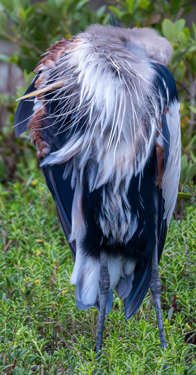 Bird photograph by Susanne Harm