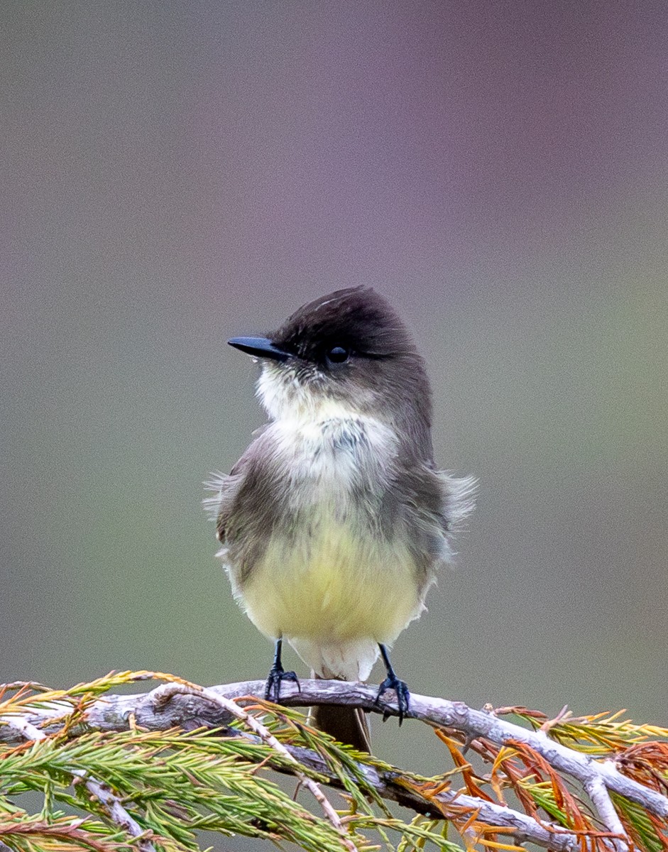 Bird photograph by Susanne Harm