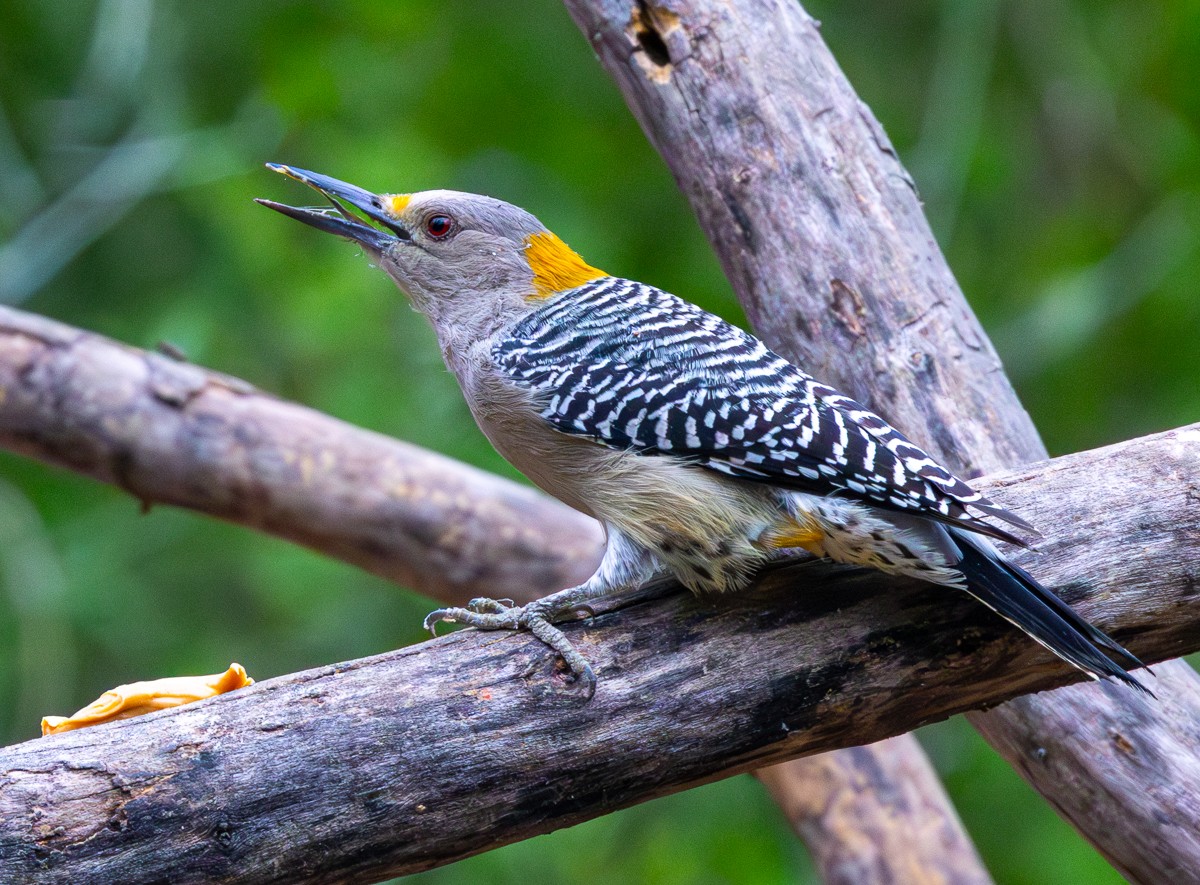 Bird photograph by Susanne Harm
