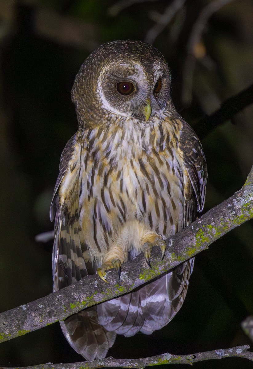 Bird photograph by Susanne Harm
