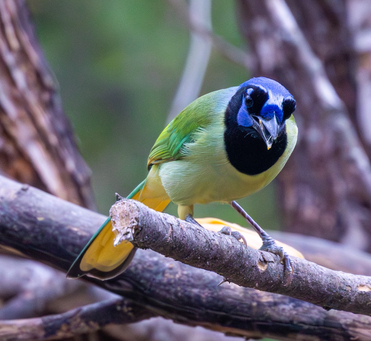 Bird photograph by Susanne Harm