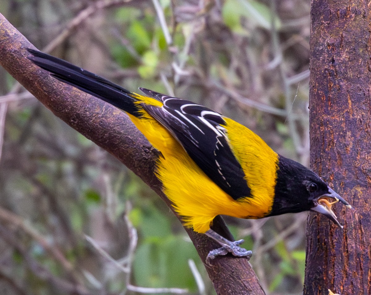 Bird photograph by Susanne Harm