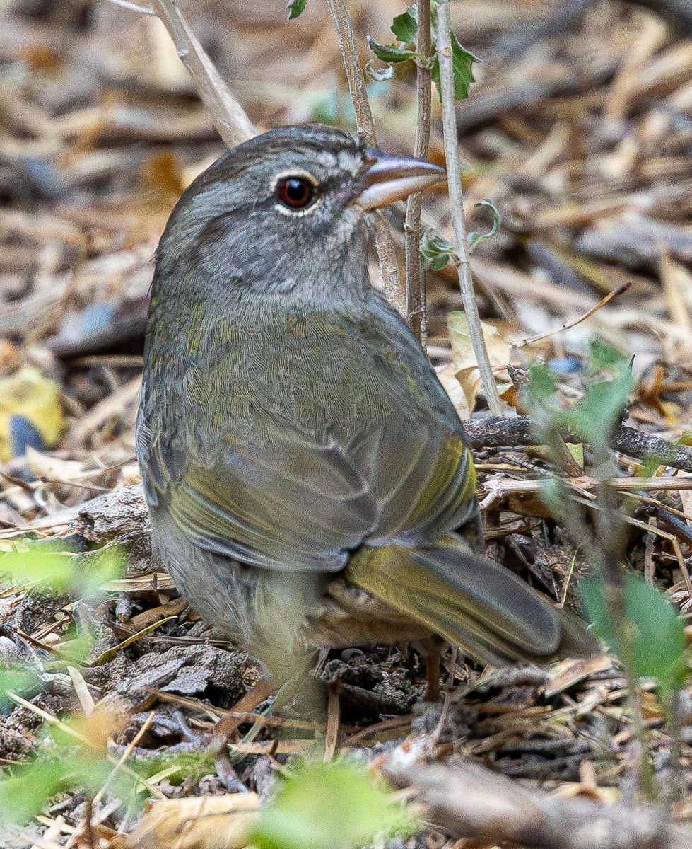 Bird photograph by Susanne Harm