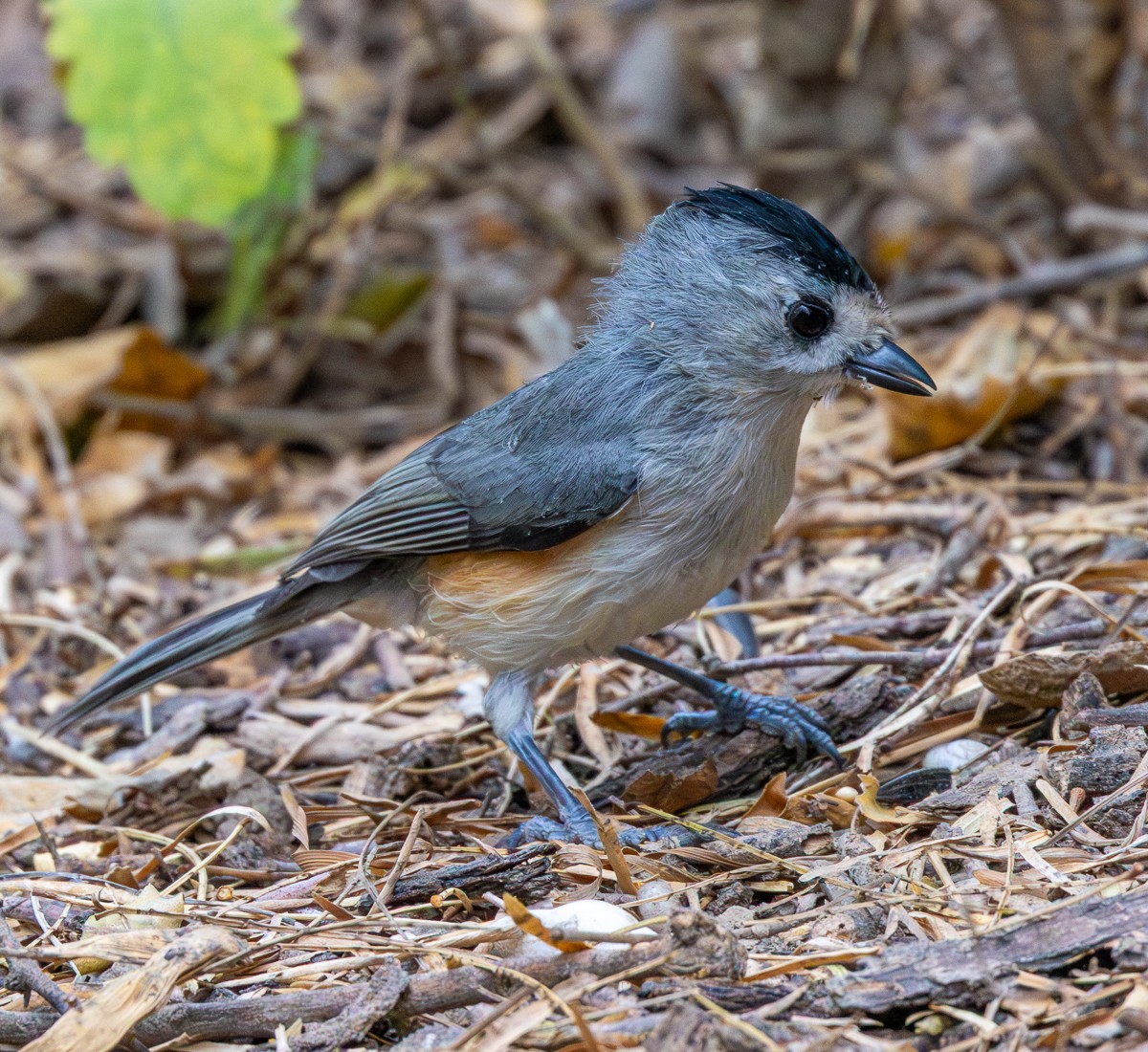 Bird photograph by Susanne Harm