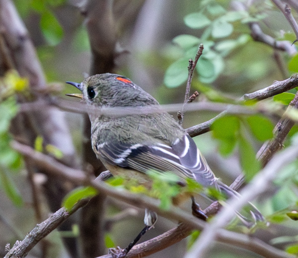 Bird photograph by Susanne Harm
