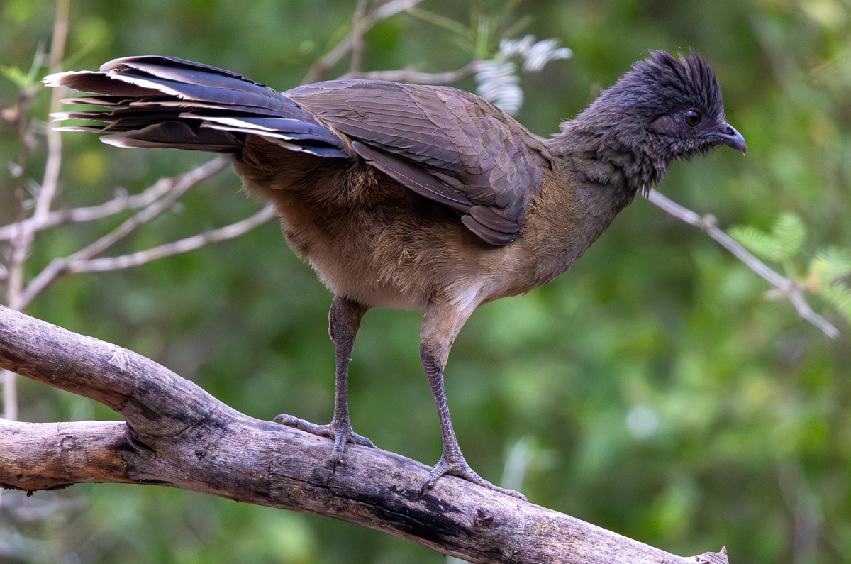 Bird photograph by Susanne Harm