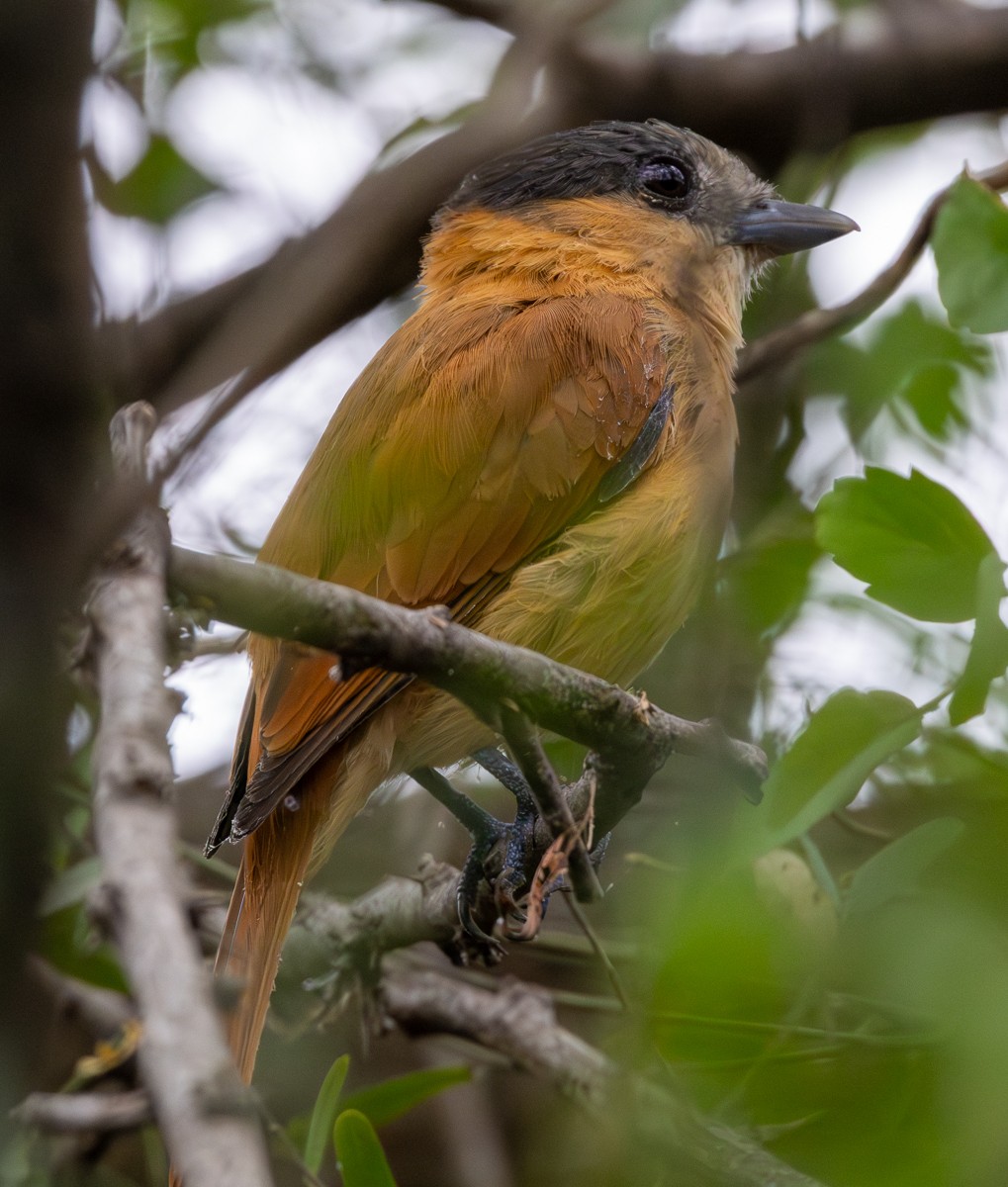 Bird photograph by Susanne Harm