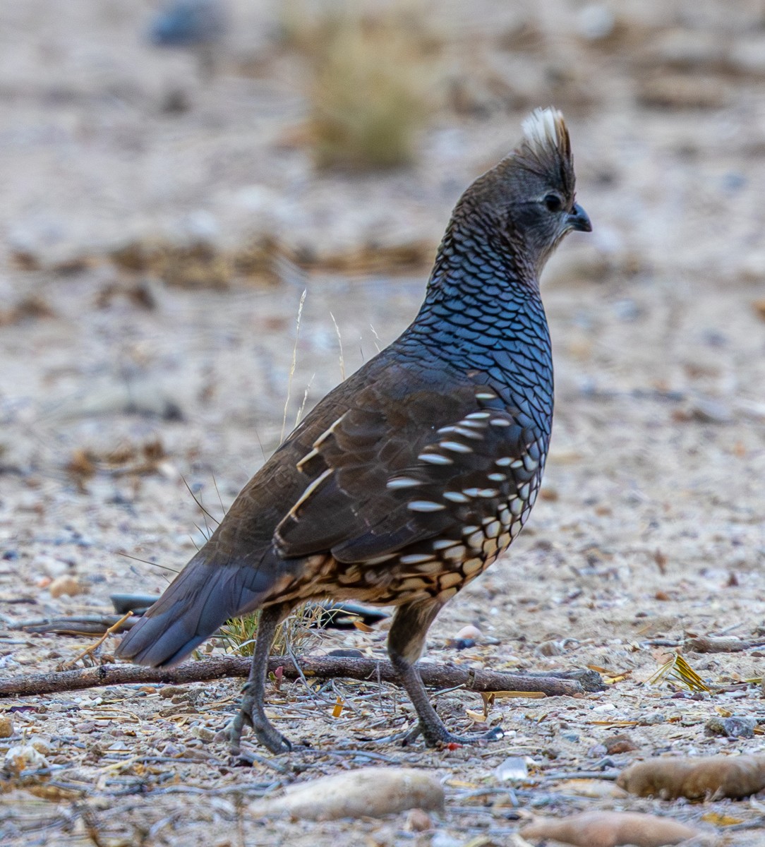 Bird photograph by Susanne Harm