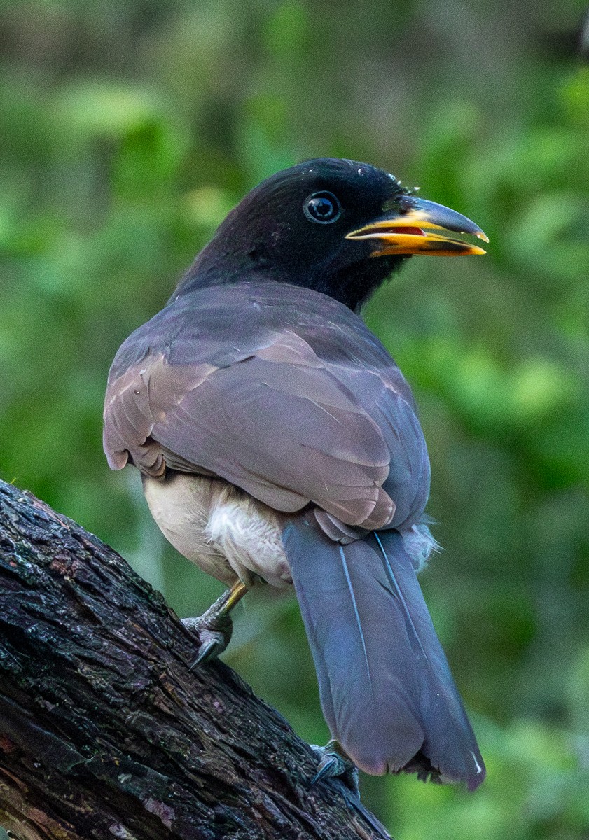 Bird photograph by Susanne Harm
