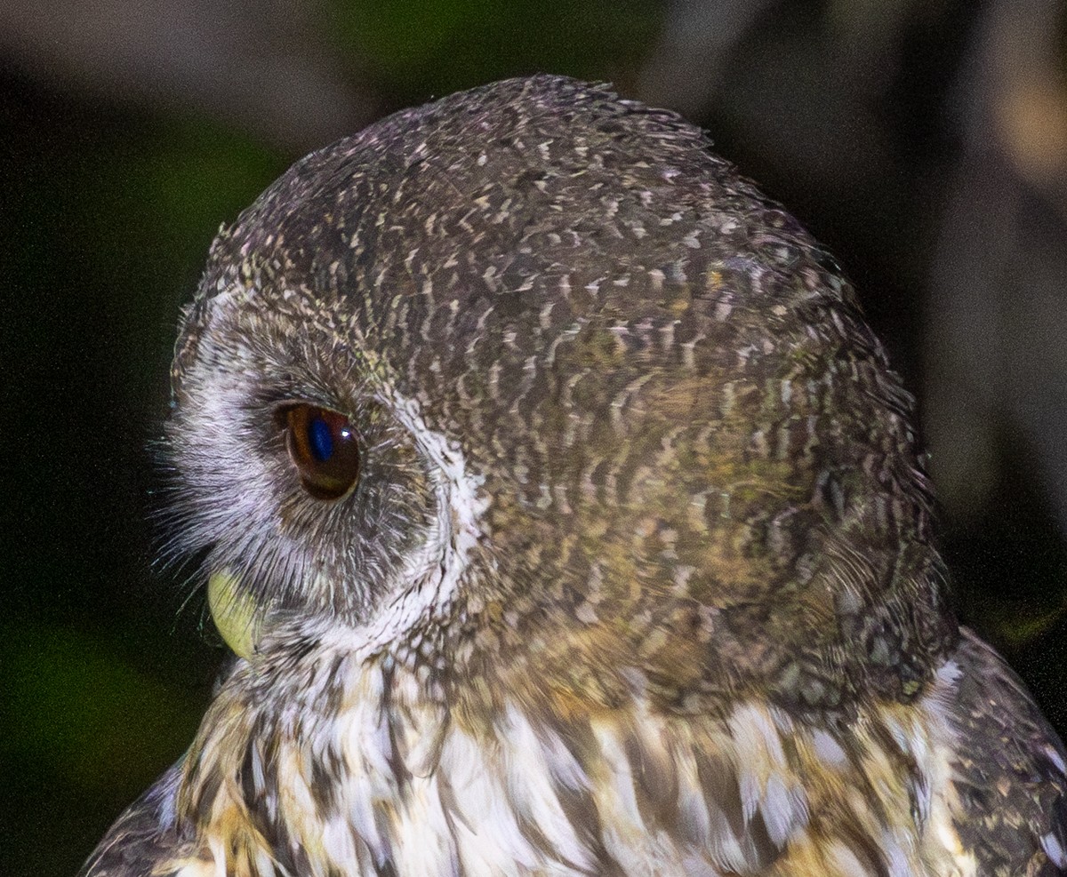 Bird photograph by Susanne Harm
