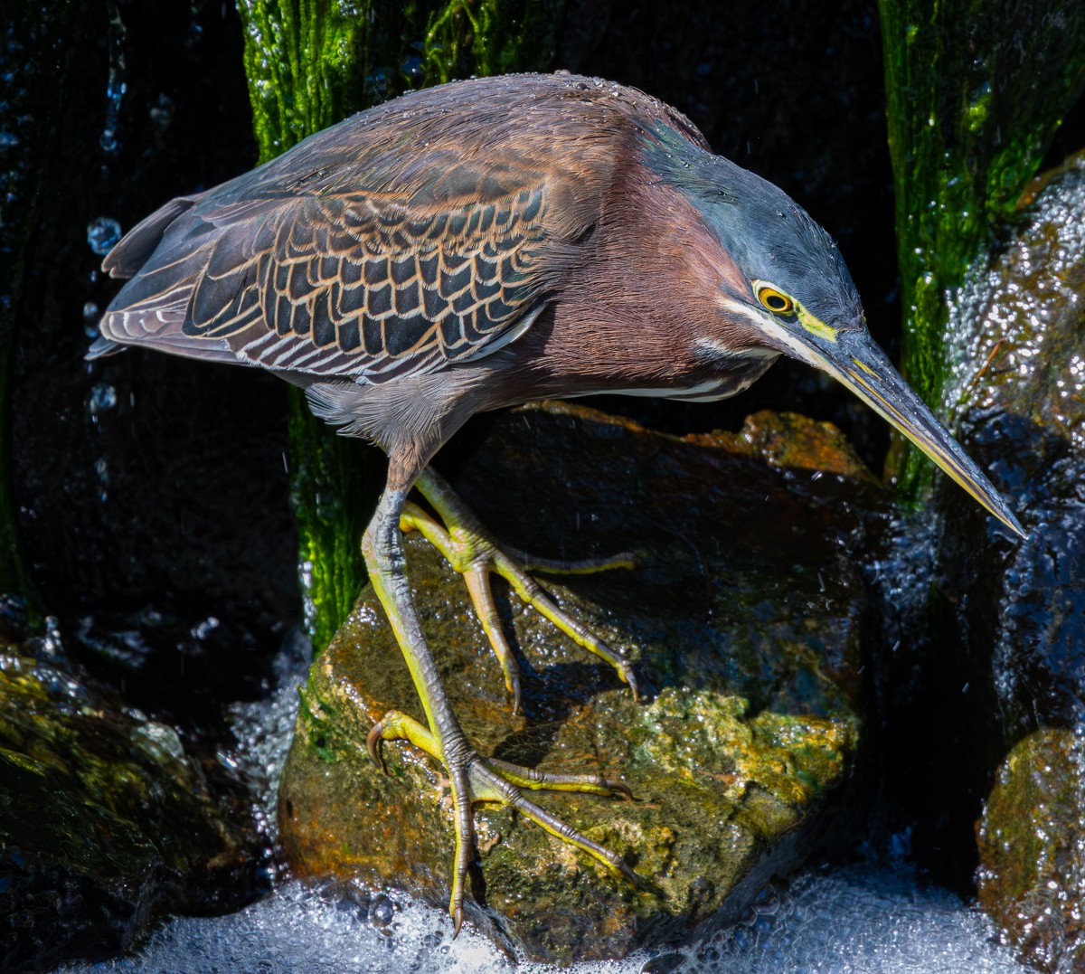 Bird photograph by Susanne Harm