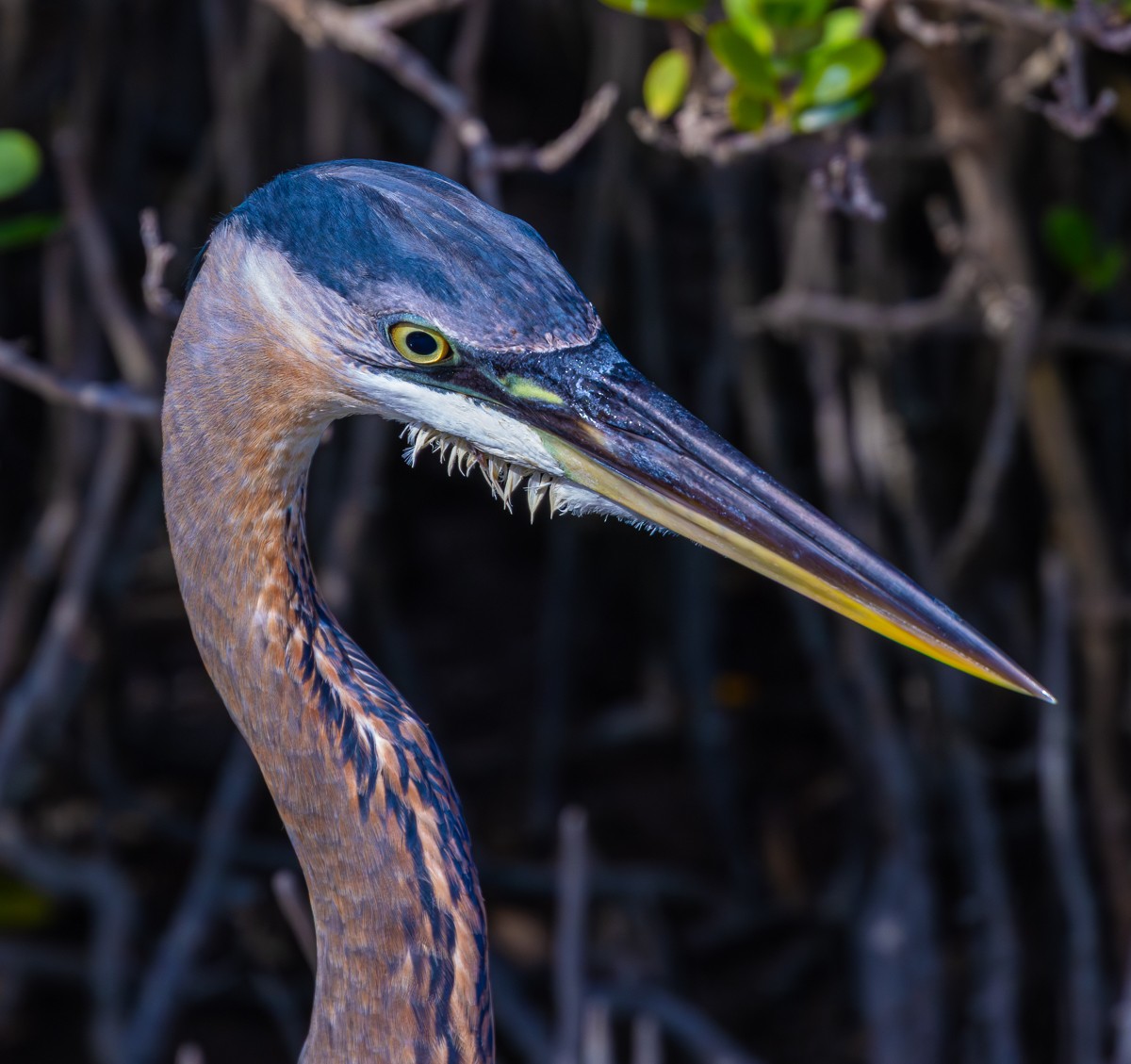 Bird photograph by Susanne Harm