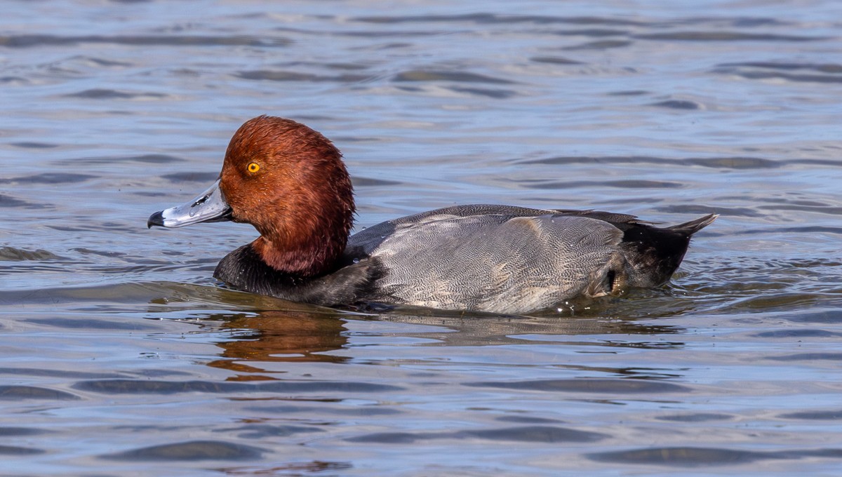 Bird photograph by Susanne Harm