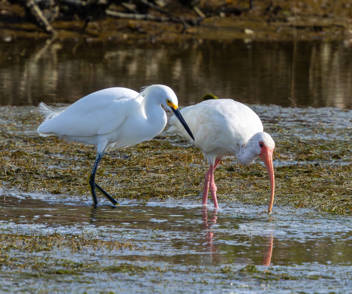 Bird photograph by Susanne Harm