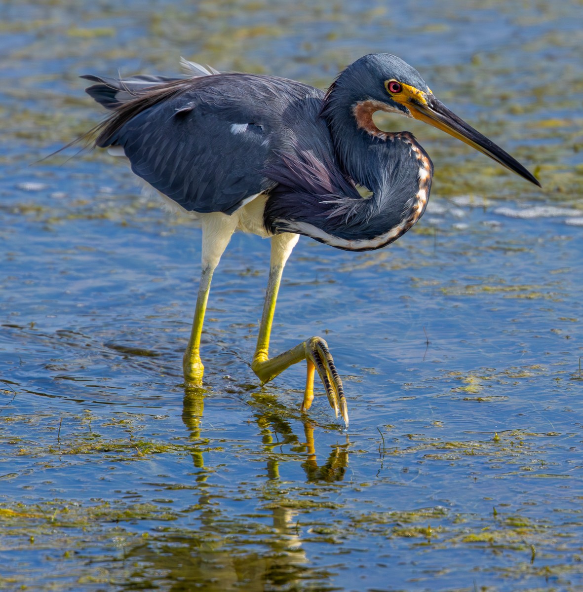 Bird photograph by Susanne Harm