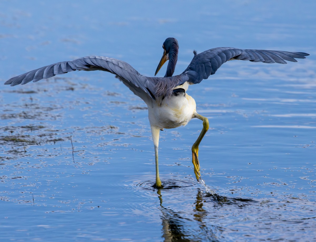 Bird photograph by Susanne Harm