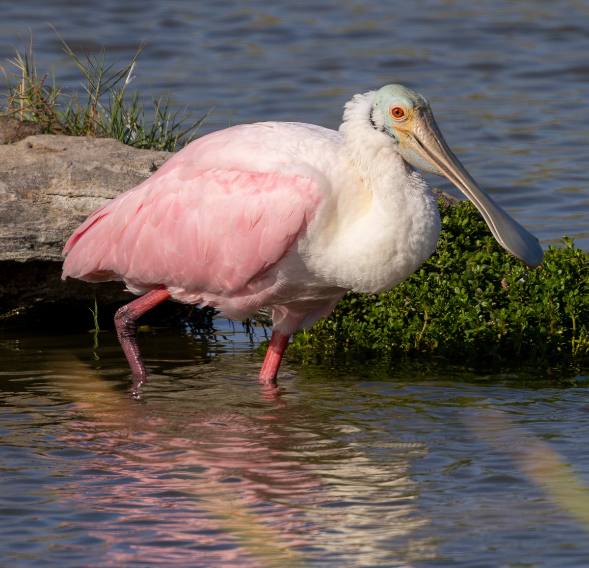 Bird photograph by Susanne Harm