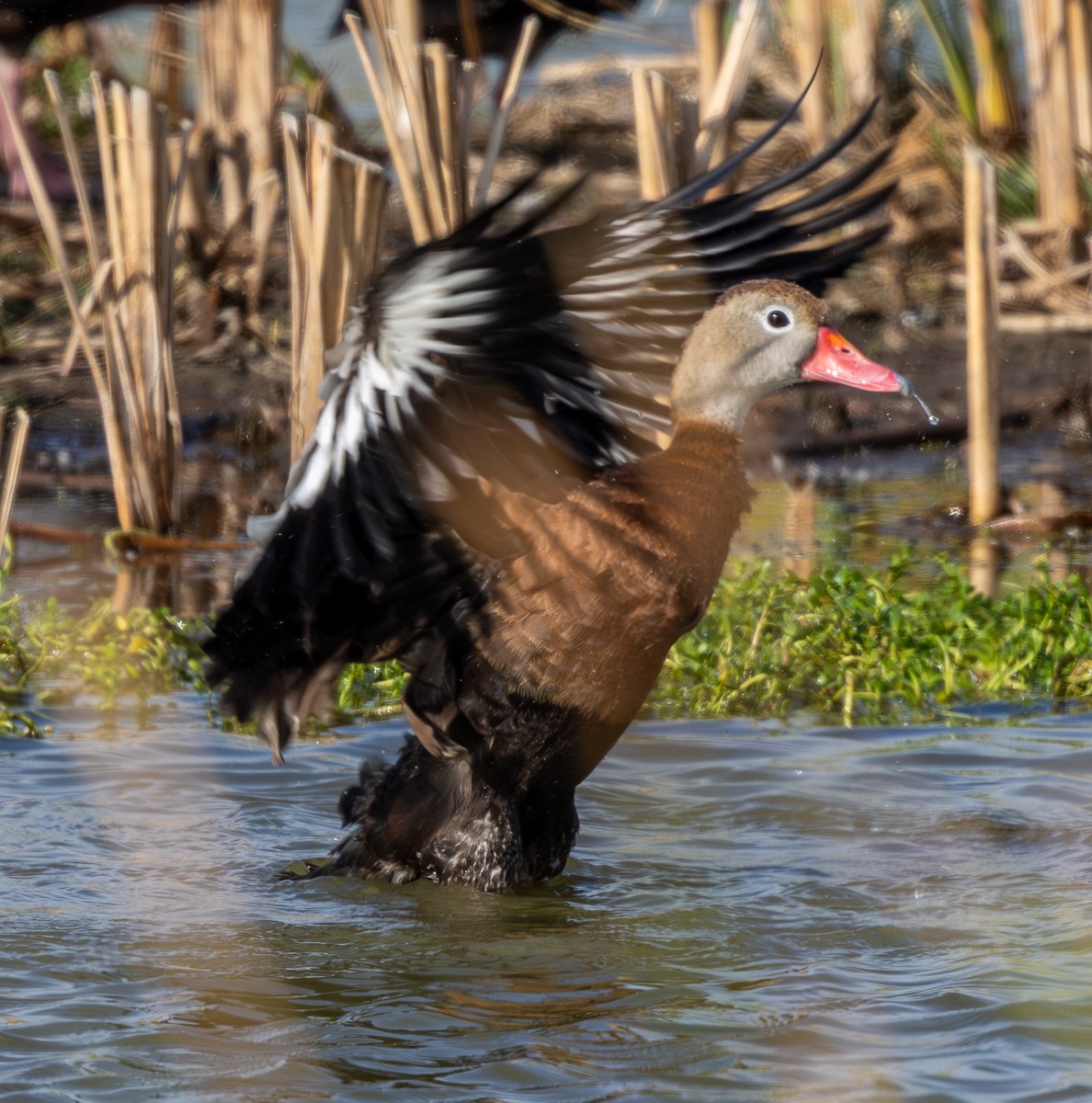 Bird photograph by Susanne Harm