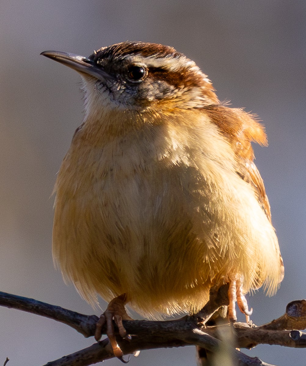 Bird photograph by Susanne Harm