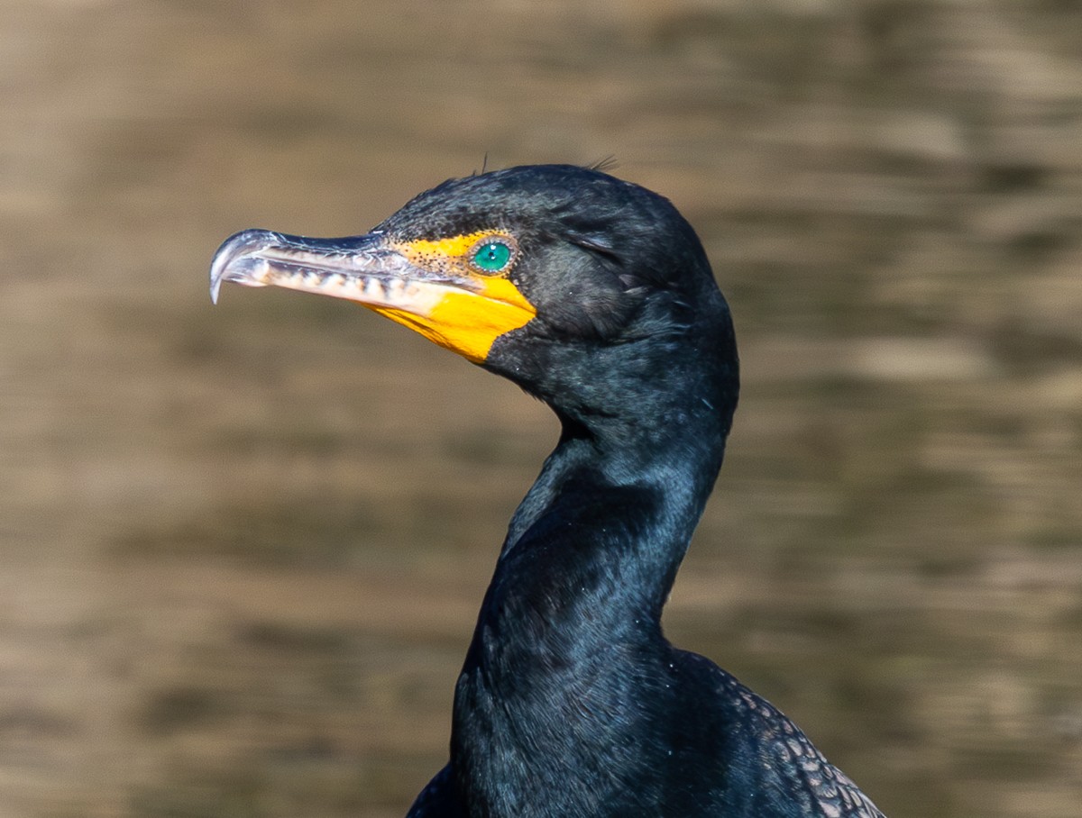 Bird photograph by Susanne Harm