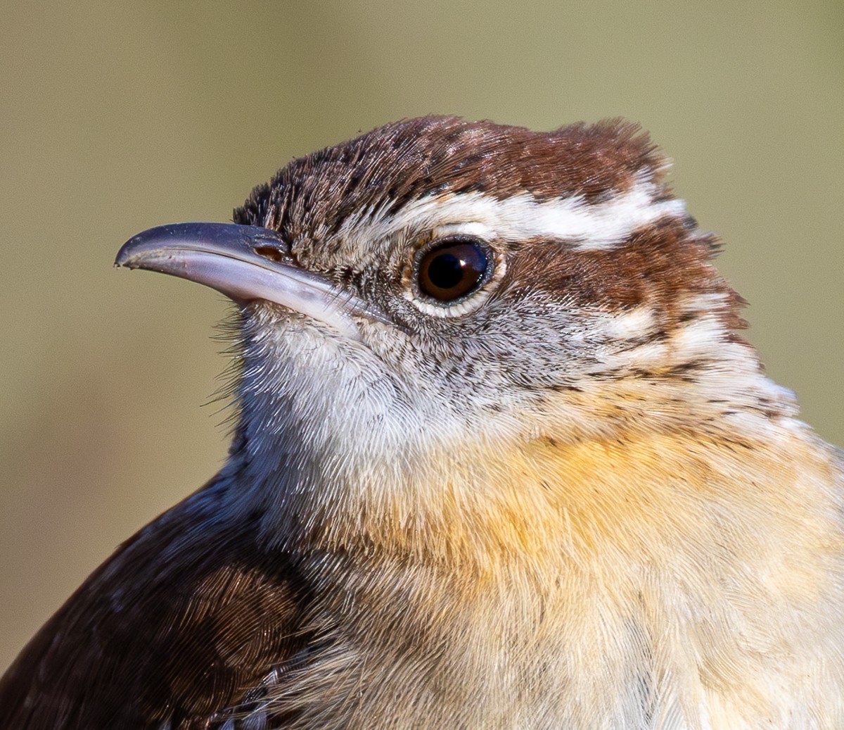 Bird photograph by Susanne Harm