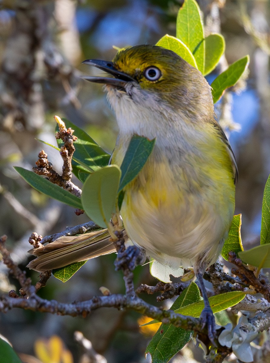 Bird photograph by Susanne Harm
