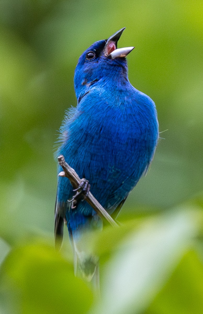 Bird photograph by Susanne Harm
