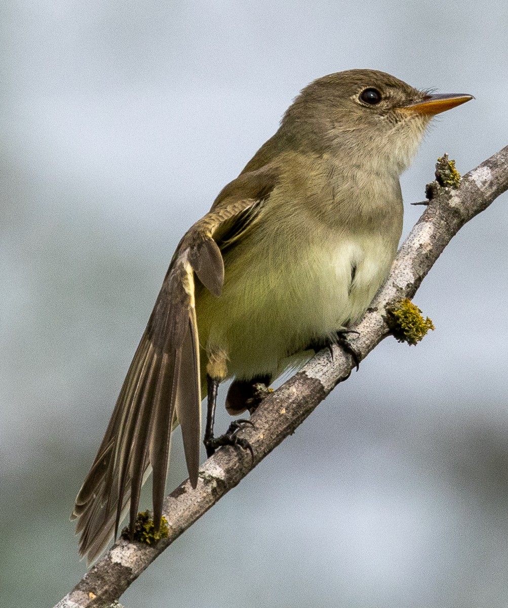Bird photograph by Susanne Harm
