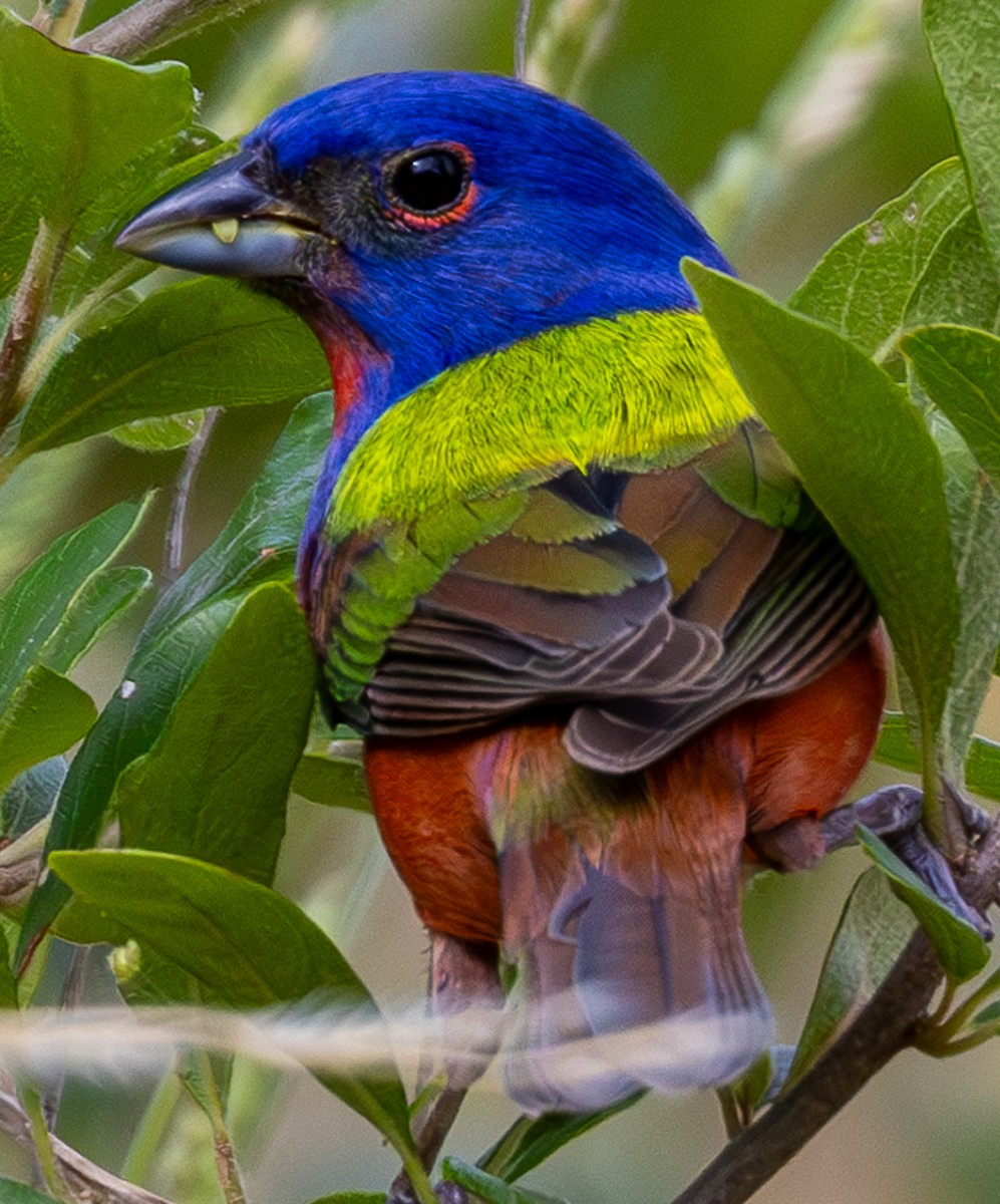 Bird photograph by Susanne Harm