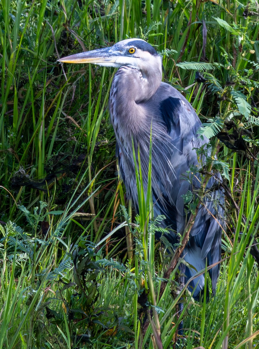 Bird photograph by Susanne Harm