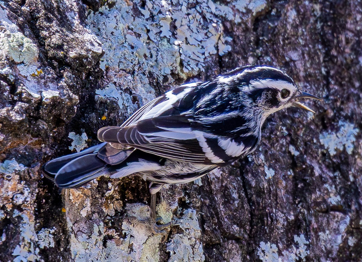 Bird photograph by Susanne Harm